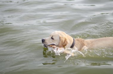 Labrador.