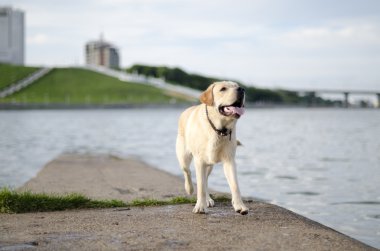 Labrador.