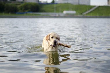 Labrador.