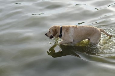 Labrador.