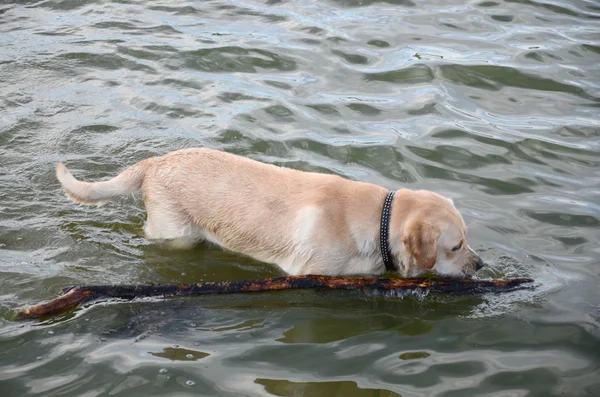 stock image Labrador.