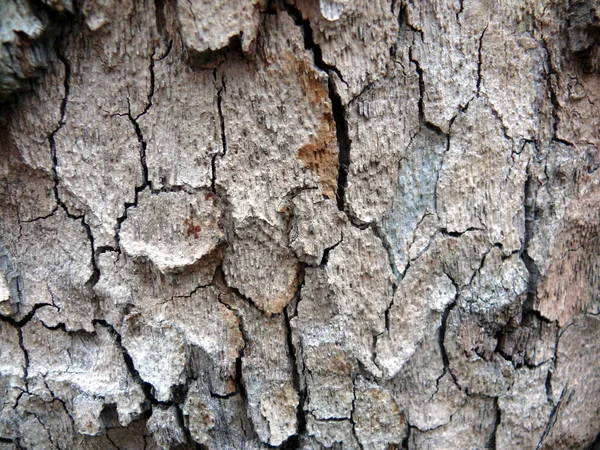Texture of an old brown bark — Stock Photo, Image