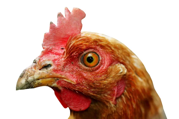 Cara de uma galinha — Fotografia de Stock
