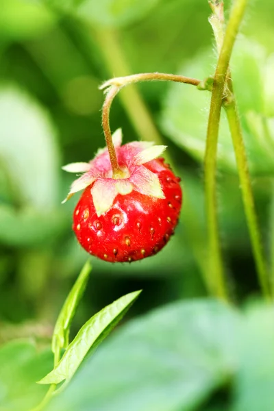 Bush of strawberry — Stock Photo, Image