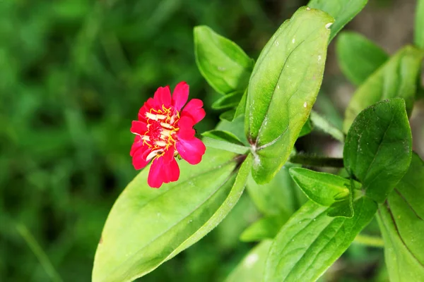 stock image Red Flowers