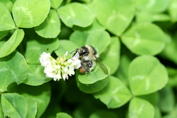 Bee pollinating the clover flower — Stock Photo, Image