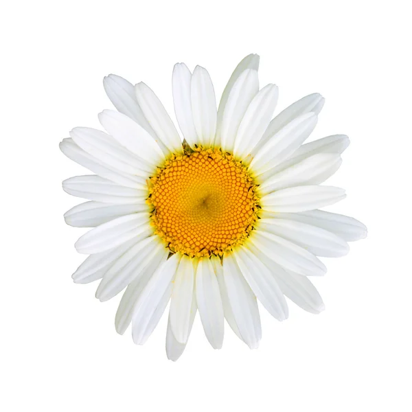 Chamomile Royalty Free Stock Images