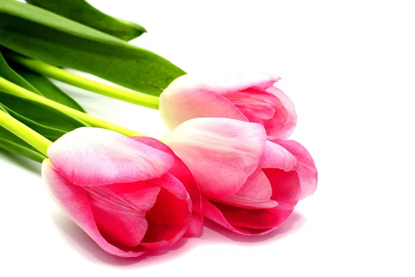Tulipán rosa Fotos De Stock Sin Royalties Gratis