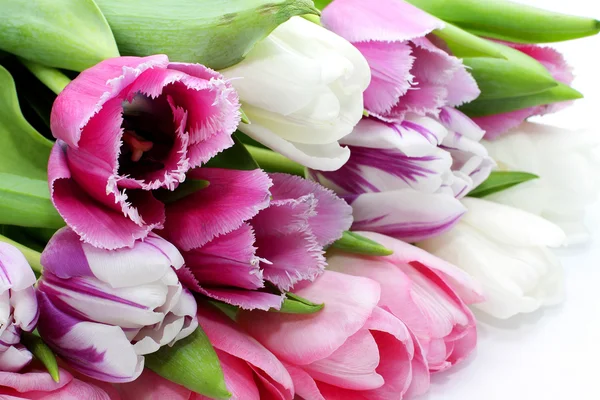 Tulipani rosa freschi Fotografia Stock