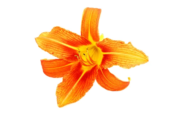 Flor de lírio laranja bonita fresca — Fotografia de Stock
