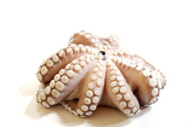 Octopus clipart