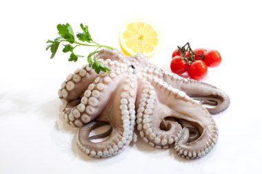 Octopus clipart