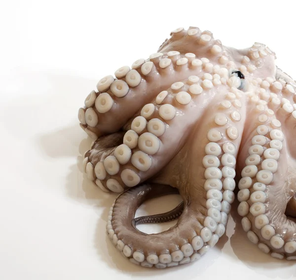 stock image Octopus