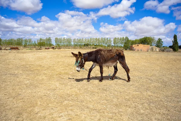 stock image Donkey in the farm