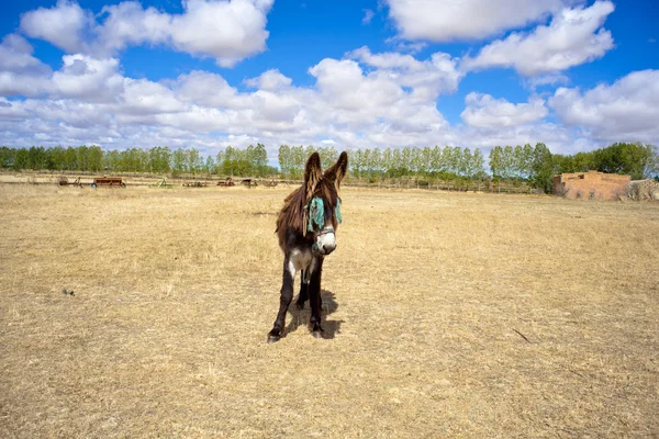 Donkey in the farm — Stock Photo, Image