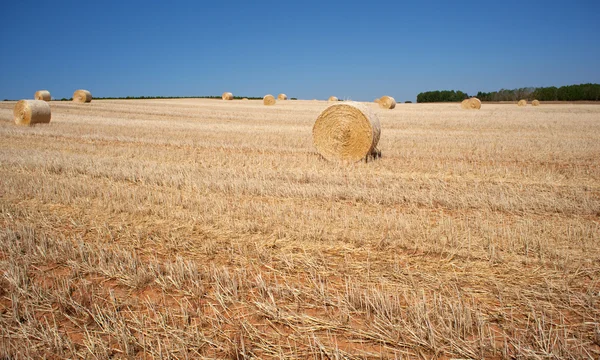 Zralé pšenice uši — Stock fotografie