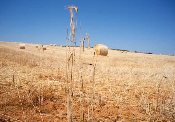 Orelhas de trigo maduras — Fotografia de Stock