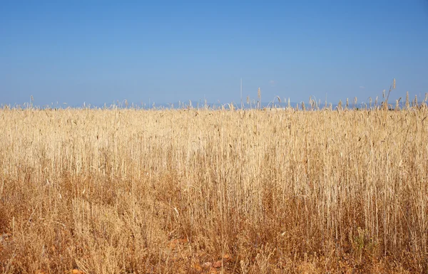 成熟的小麦的耳朵 — 图库照片