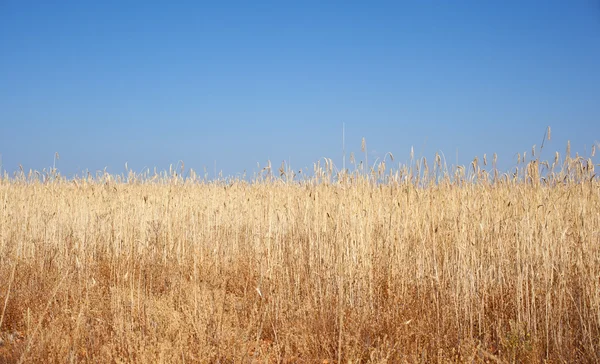 stock image Ripe wheat ears