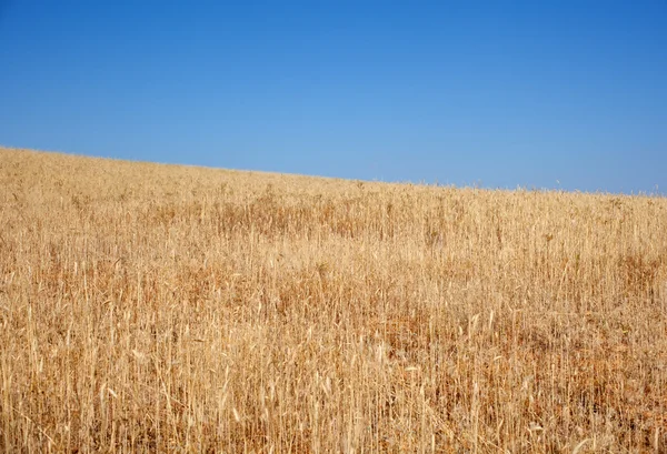 Olgun buğday kulaklar — Stok fotoğraf