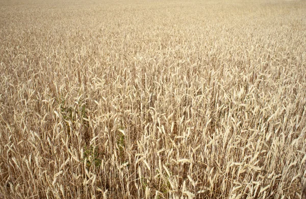 Orejas de maíz — Foto de Stock