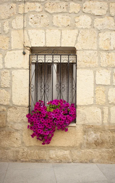 창문에 핀 꽃들 — 스톡 사진