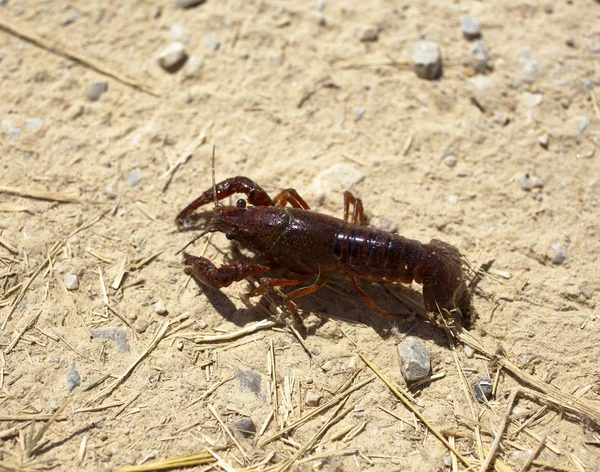 Rivierkreeft — Stockfoto