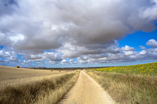 stock image Road in the countryside