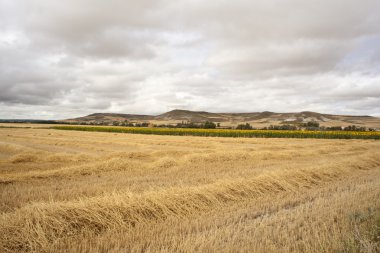 İspanyol kırsal