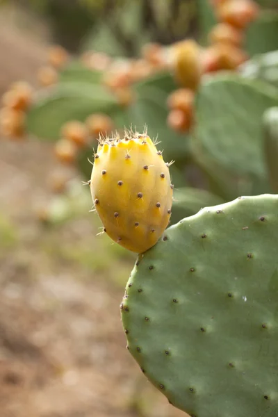 Cactus sur fond de nature . — Photo