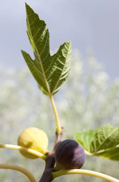 Fig on a tree — Stock Photo, Image