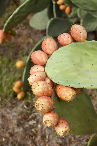 Pærer til prikking på kaktus – stockfoto