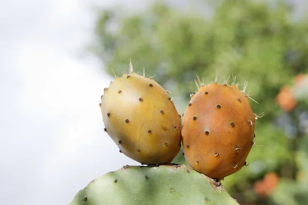 Prickly peren op cactus — Stockfoto