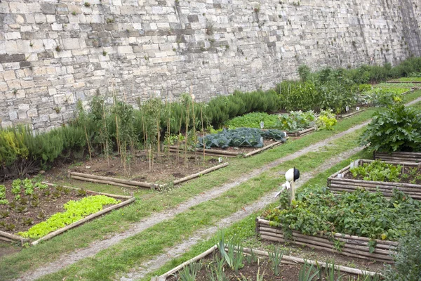 Jardín de verduras —  Fotos de Stock