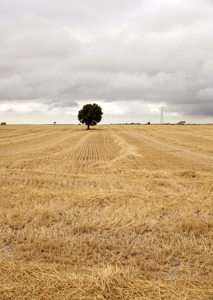 Spaniens ländlicher Raum — Stockfoto