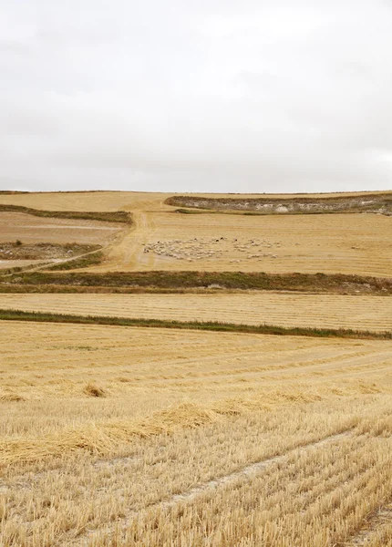 Spaanse platteland — Stockfoto
