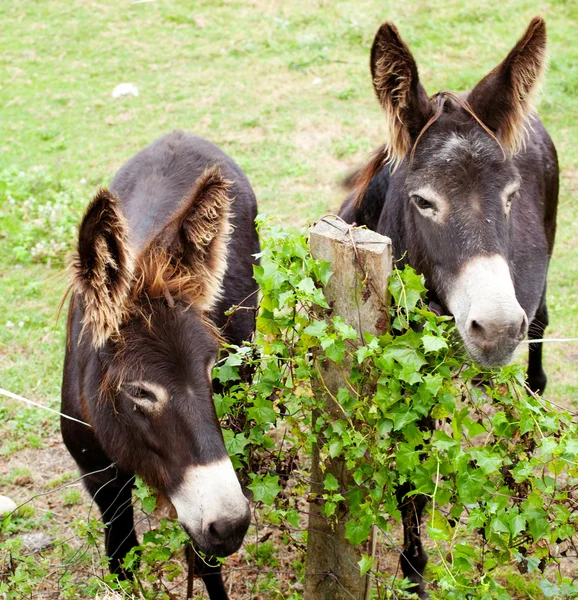 Donkeys grazing — Stock Photo, Image