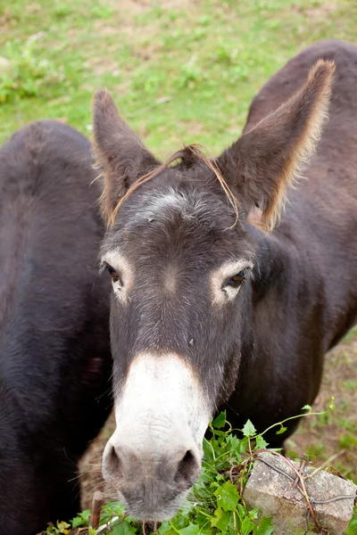 Pastoreio de burros — Fotografia de Stock