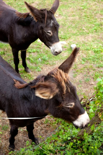 Donkeys grazing — Stock Photo, Image