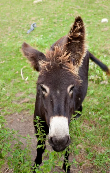 Pastoreio de burros — Fotografia de Stock