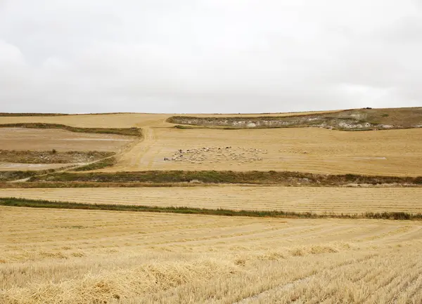 stock image Spanish countryside