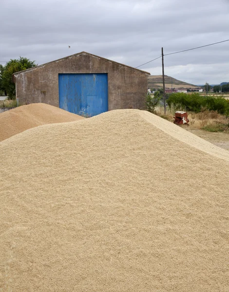 小麦の収穫 — ストック写真