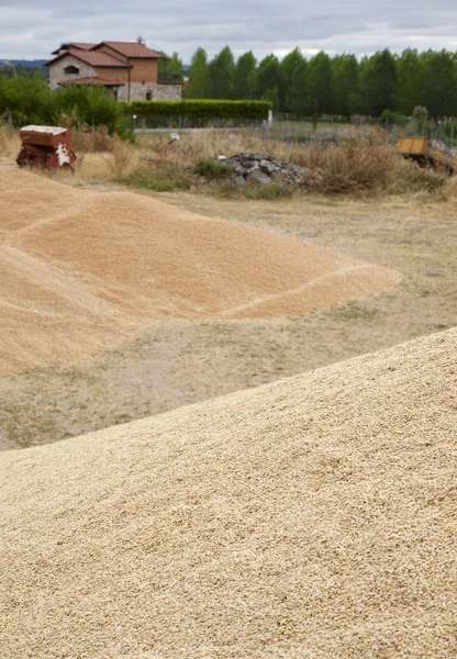 小麦作物 — 图库照片