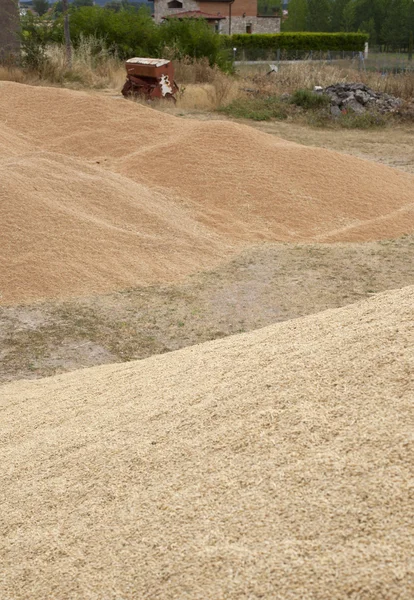 Cultivo de trigo — Foto de Stock