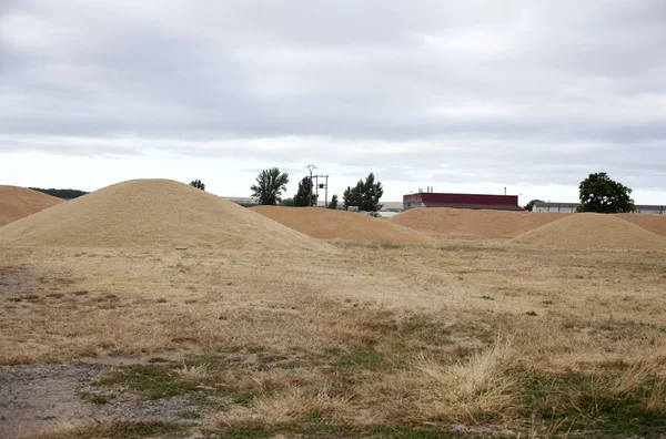 Buğday ekin — Stok fotoğraf
