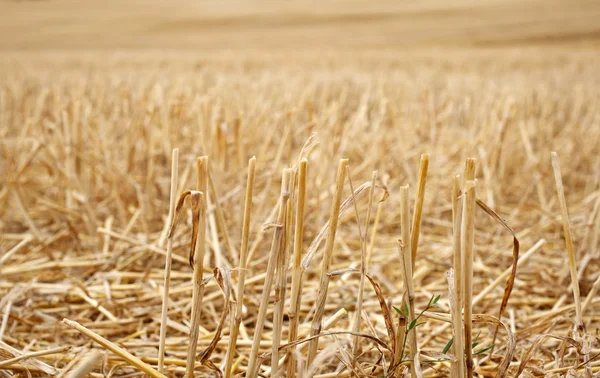 Field after the harvest — Stock Photo, Image