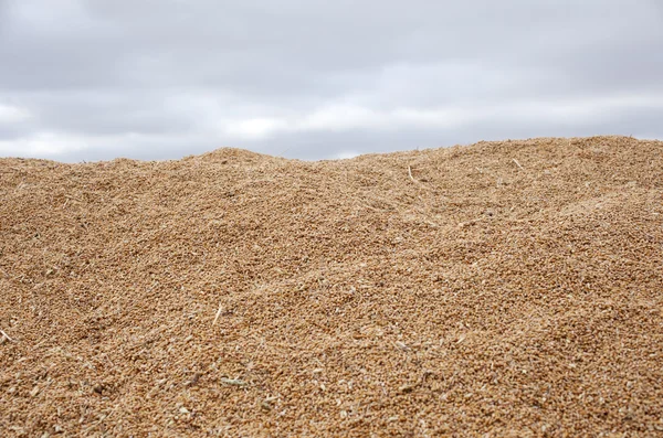 Cultivo de trigo —  Fotos de Stock