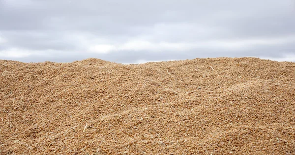 小麦作物 — 图库照片