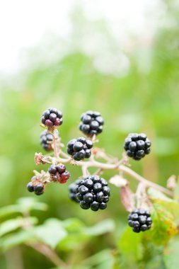 BlackBerry bush