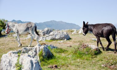 Eşek